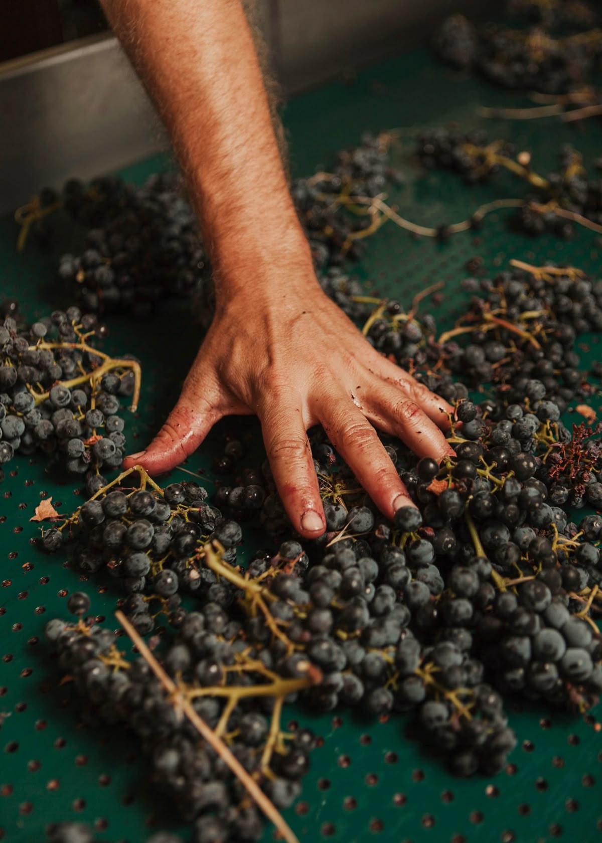 Selección manual de uva para la bodega